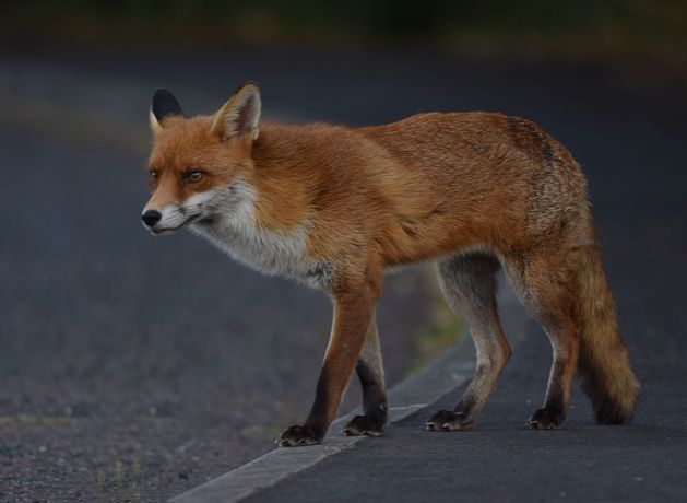 Fox wreaks havoc in Leinster House after bird decapitated and storeroom left in a mess