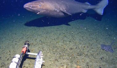 Surprise as shark caught on camera for first time in Antarctica’s near-freezing deep