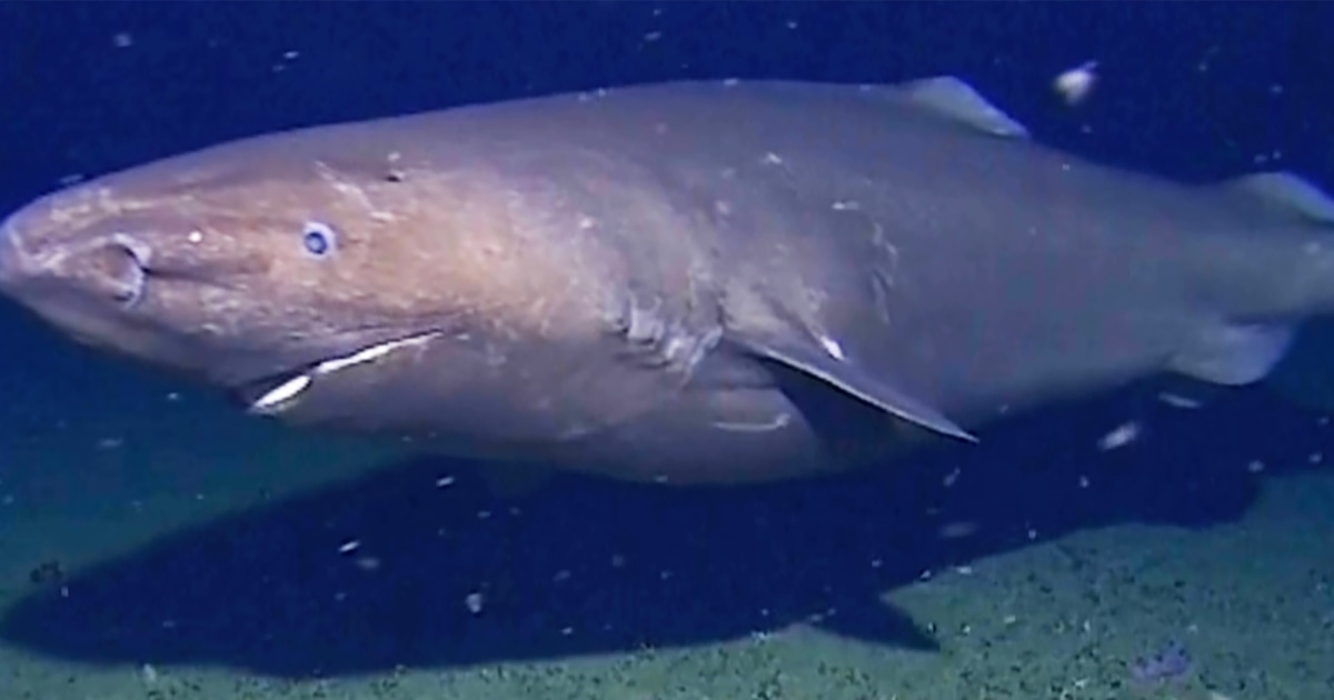 Surprise shark caught on camera for first time in Antarctica's near-freezing deep