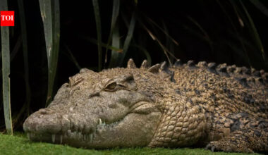 This 215-million-year-old ‘crocodile’ ran on land instead of swimming |