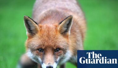 Country diary: Was this the fox version of a ‘come-hither’ smile? | Wildlife