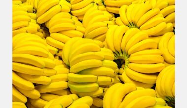 Australia launches research to develop TR4-resistant banana varieties