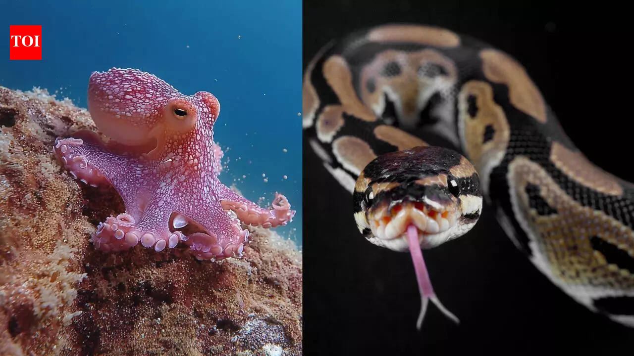 These animals that literally eat their own body parts: From snakes eating tails to octopuses biting arms |