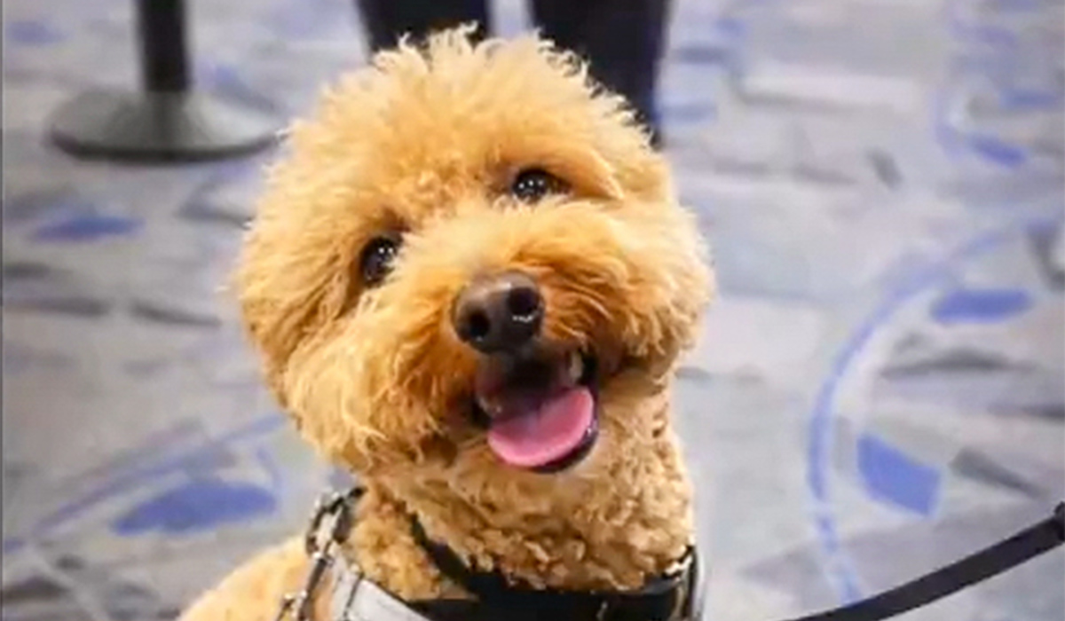 Woman arrested after abandoning her dog in airport