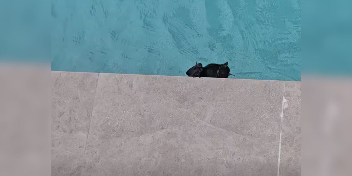 Rescuer Notices Black Blob On Edge Of Pool And Finds 'Exhausted' Wild Animal