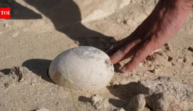 70-million-year-old dinosaur egg found in South America might hold a baby and reveal how dinosaurs raised their young |