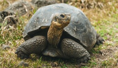 NASA Is Helping Bring Giant Tortoises Back to the Galápagos