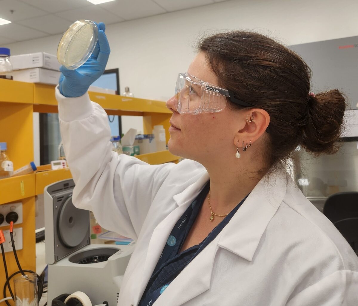 Genome Science Revolutionizes Wheat Stem Rust Battle