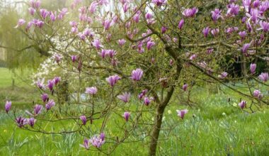 Diarmuid Gavin: How to plant magnificent magnolias this spring