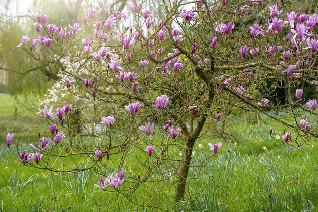 Diarmuid Gavin: How to plant magnificent magnolias this spring