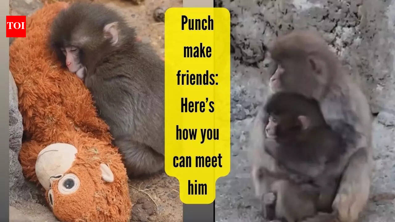 Want to meet Punch? The viral baby monkey with a plushie from Japan has finally found friends and love