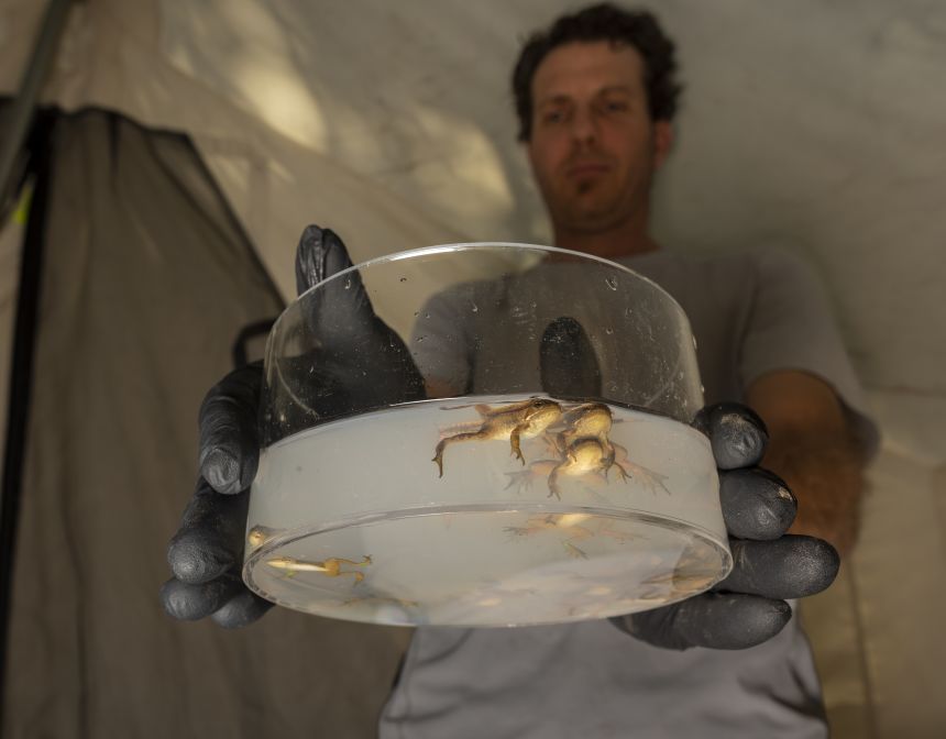 Pictured, Dr. Jonah Piovia-Scott, an associate professor of biological sciences at Washington State University, holds up an antifungal bath, which aims to protect froglets from the deadly chytrid fungus.