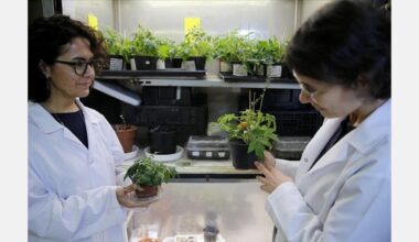 Turkish researchers develop techniques to farm tomatoes on moon