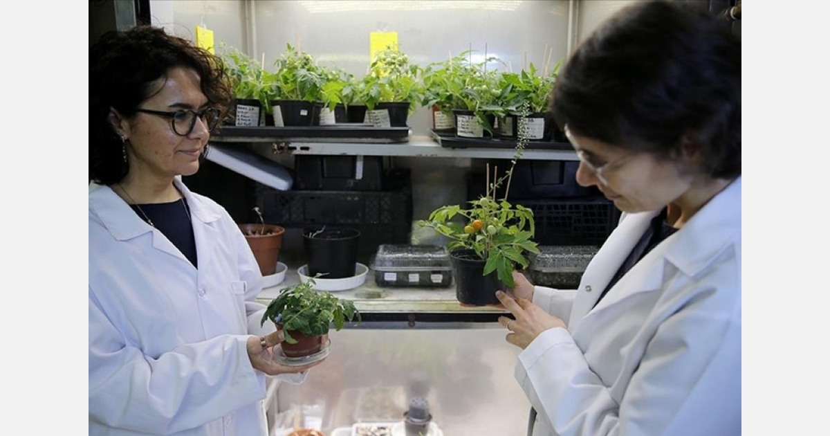 Turkish researchers develop techniques to farm tomatoes on moon