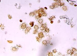 Climate change in the past: first indicators of resilience in tropical life, provided that global warming did not exceed 1.5 degrees