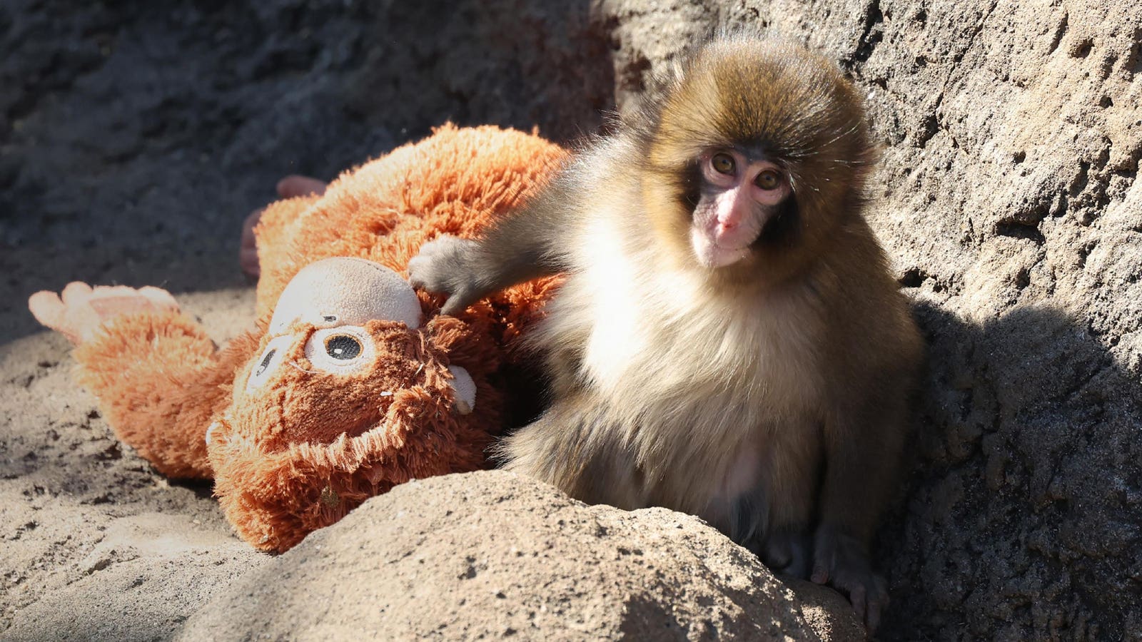 Meet ‘Punch’ — The Viral Orphaned Monkey Who Found Comfort In An IKEA Toy