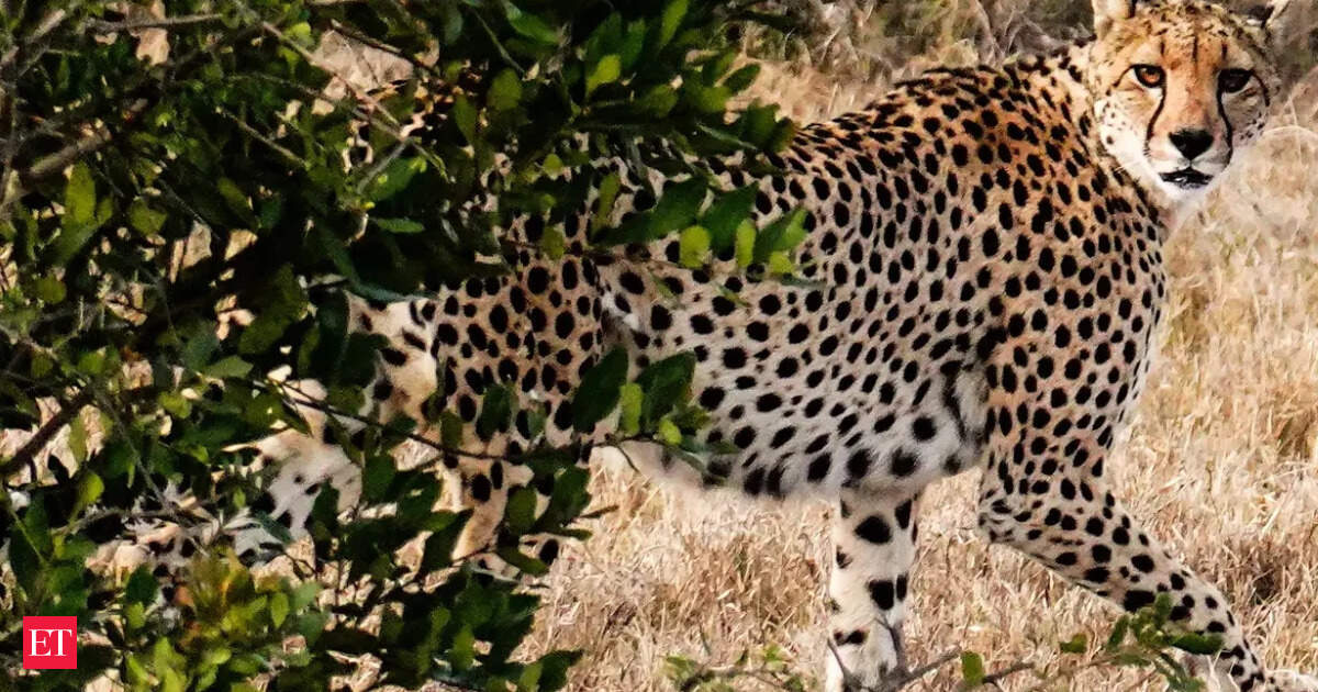 Kuno National Park cheetahs: Eight more cheetahs from Africa to arrive at MP’s Kuno National Park on Saturday