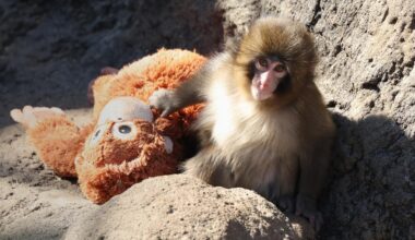 Could Punch the monkey make us a little more human?