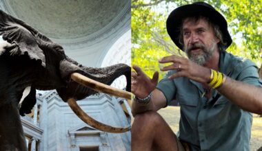 National Geographic's latest documentary film, 'Ghost Elephants,' follows Steve Boyes' journey to finding the elusive animals