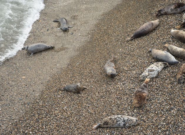 Seal spotted with neck entanglement in Wicklow ‘not in life-threatening’ condition – Seal Rescue Ireland
