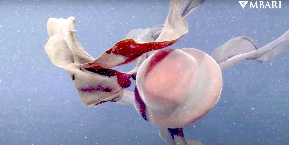 Giant 'phantom jellyfish'