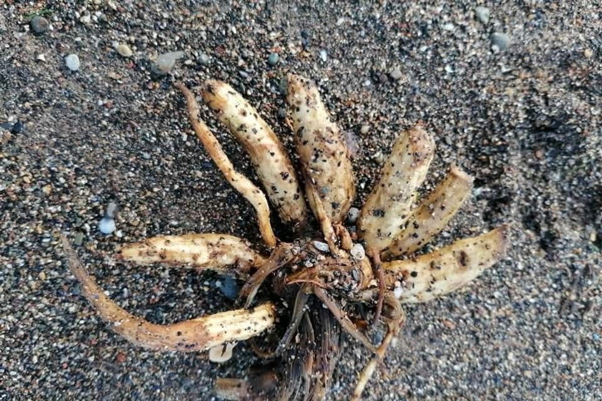 Hemlock Water Dropwort - also known as Dead Man's Fingers.