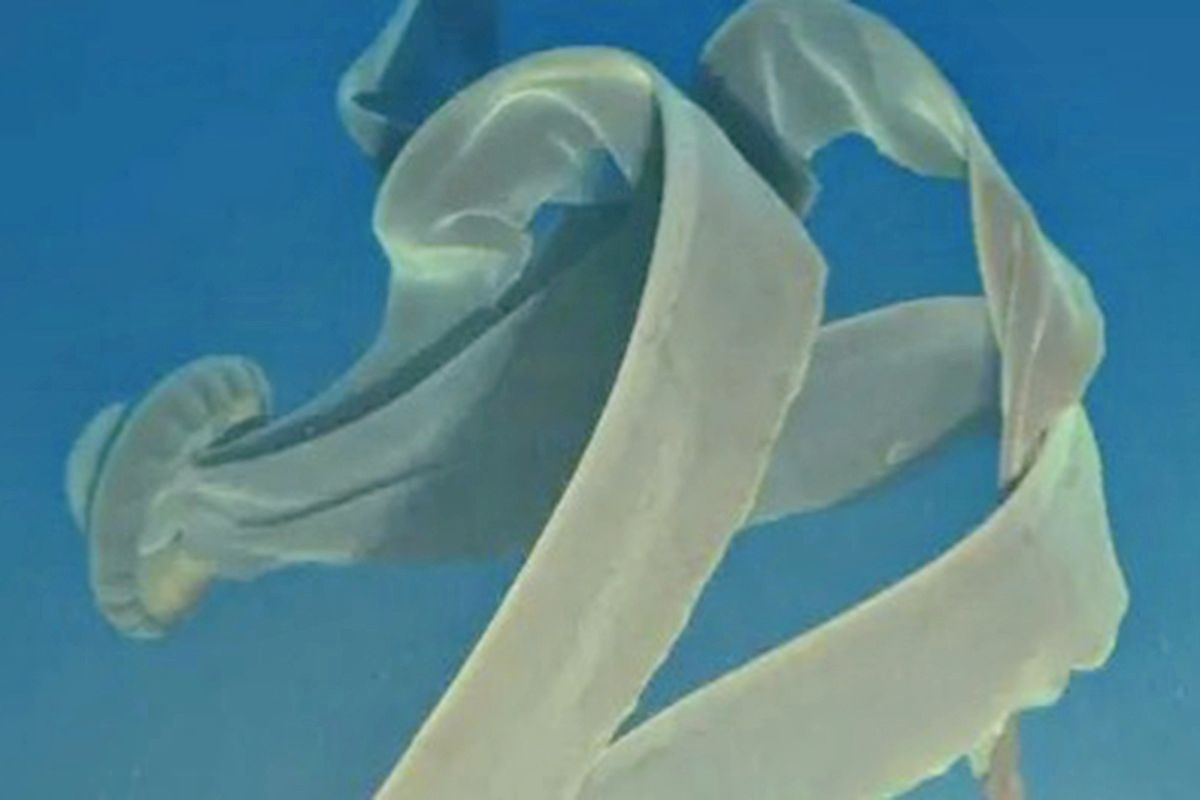 Giant 'phantom jellyfish'