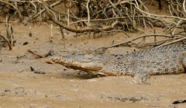 Massive ‘dinosaur-killer’ crocodile reconstructed in unprecedented detail at Tellus Science Museum