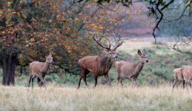 Kerry national park hits back at claims deer population is at ‘epidemic’ levels