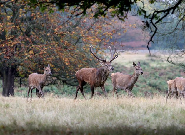 Kerry national park hits back at claims deer population is at ‘epidemic’ levels