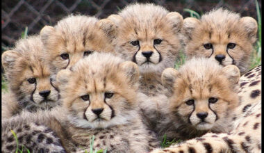 Five Cheetah Cubs Born In Kuno National Park, Population Rises to 35