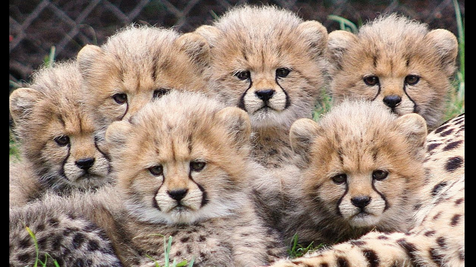 Five Cheetah Cubs Born In Kuno National Park, Population Rises to 35