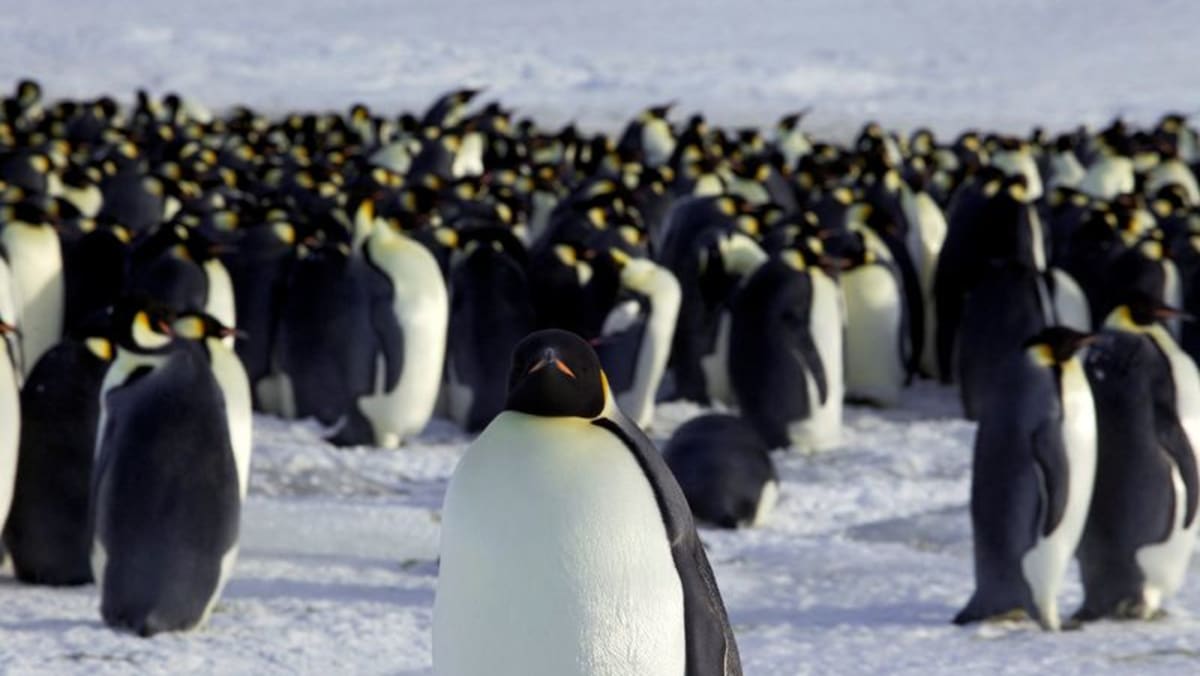Ice melt threatens emperor penguins during annual moult: Researchers