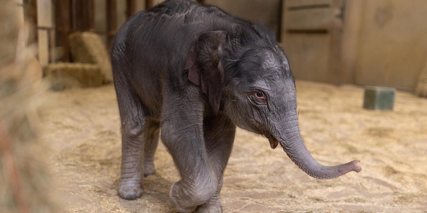 An Asian elephant calf (born Feb. 2, 2026) explores her enclosure in the Elephant Barn at Smithsonian's National Zoo. (Roshan Patel/Smithsonian)