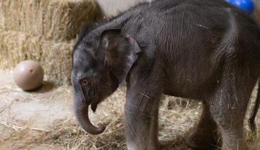 Asian elephant Linh Mai explores her enclosure in the Elephant Barn Feb. 19. (Roshan Patel/Smithsonian)