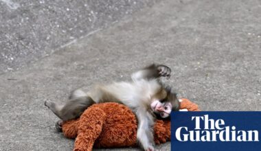 The tragedy of Punch the monkey: why do mother animals abandon their offspring? | Japan