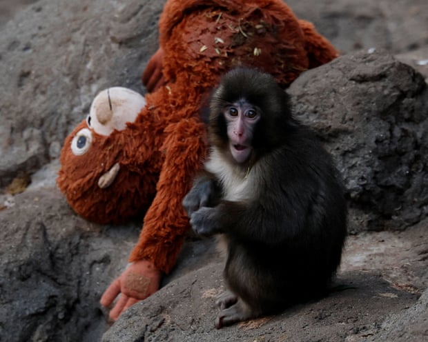 A baby Japanese macaque