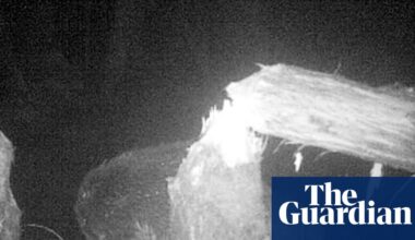 Second wild beaver spotted living at Norfolk nature reserve | Norfolk