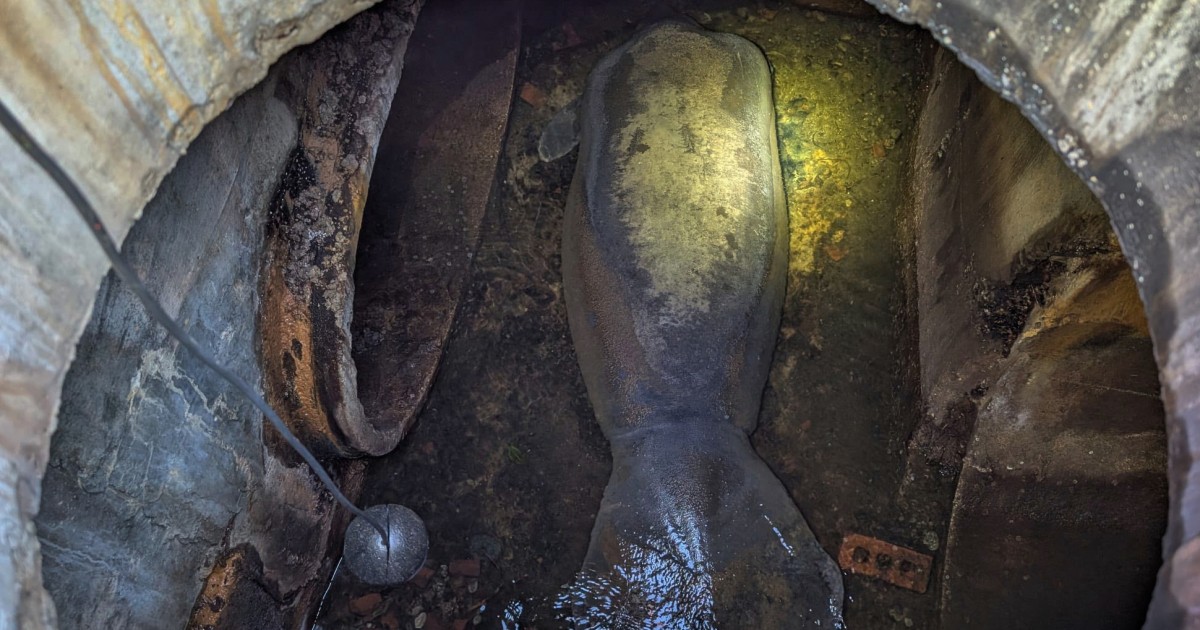 A 410-pound manatee rescued from a Florida storm drain is recovering at SeaWorld Orlando