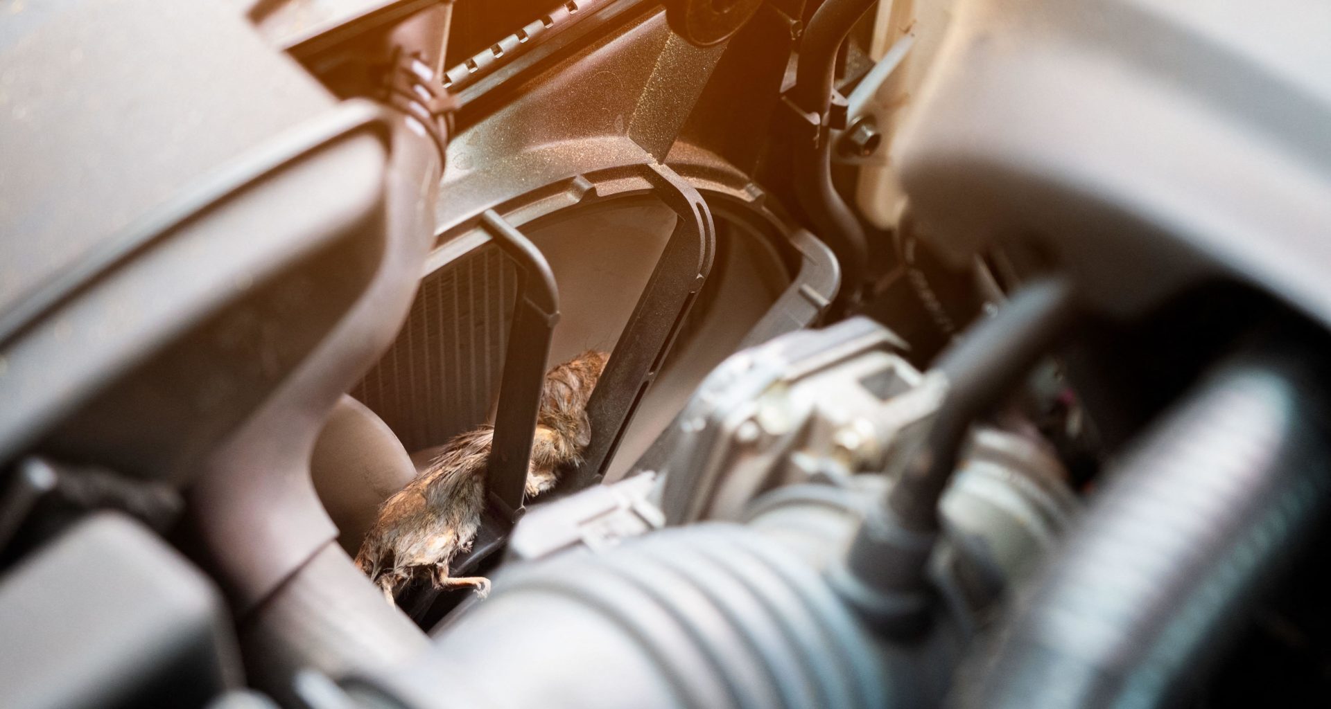 Wet weather sees surge of rats taking shelter inside cars