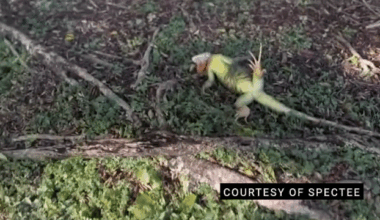 Why Florida is racing to collect frozen iguanas falling from trees