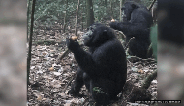 Wild chimpanzees ‘would fail human sobriety tests’