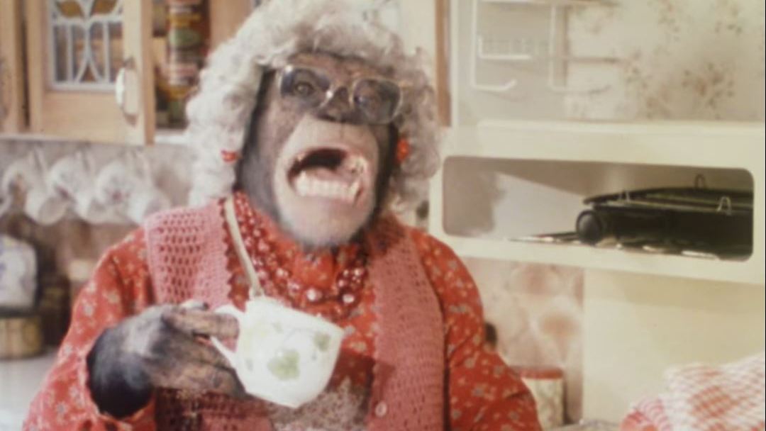 Apes’ tea party proves primates can play at make-believe