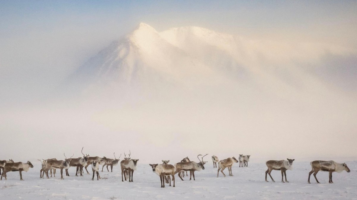 The Arctic is hotting up — what does that mean for us?