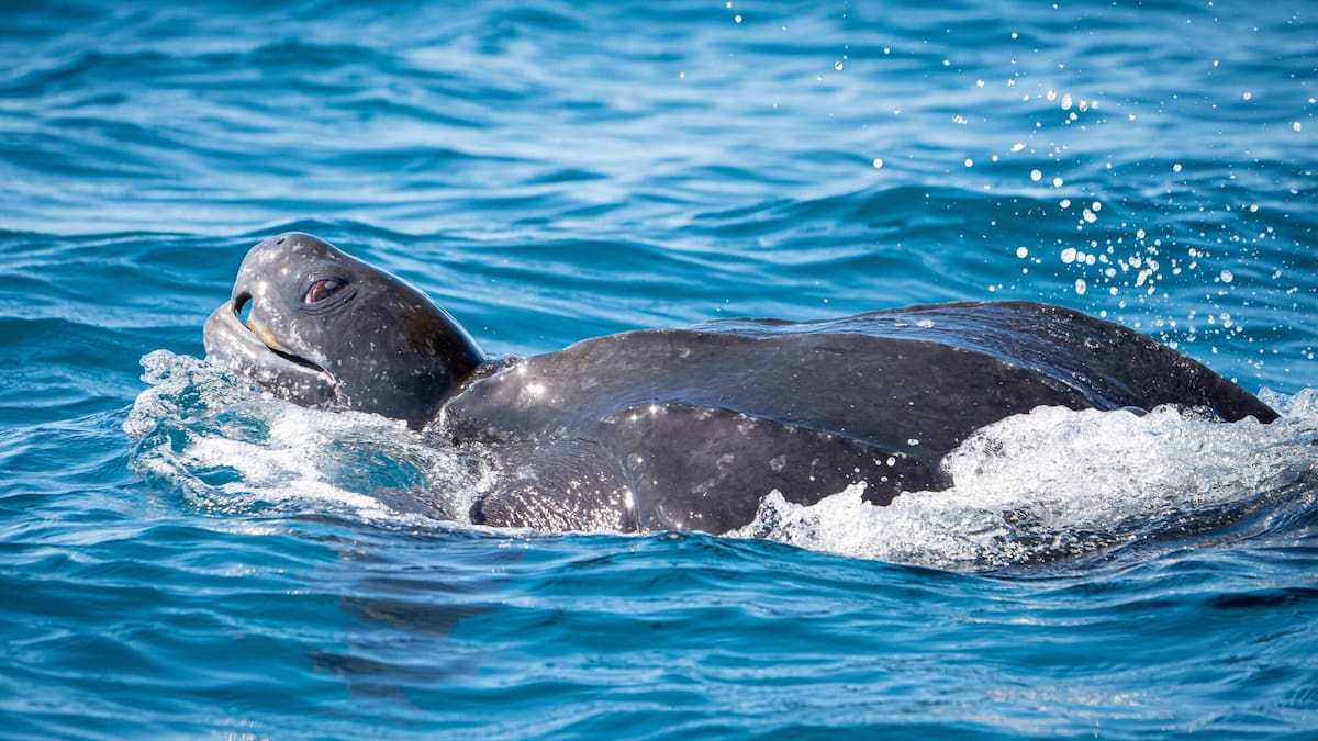 Tauranga local captures photos of rare leatherback turtles off Mount Maunganui
