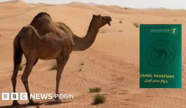 Saudi Arabia launch passport for camels