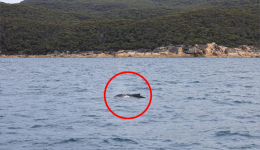 Air crews search Aussie coast after 'unexpected' sighting by tourist boat
