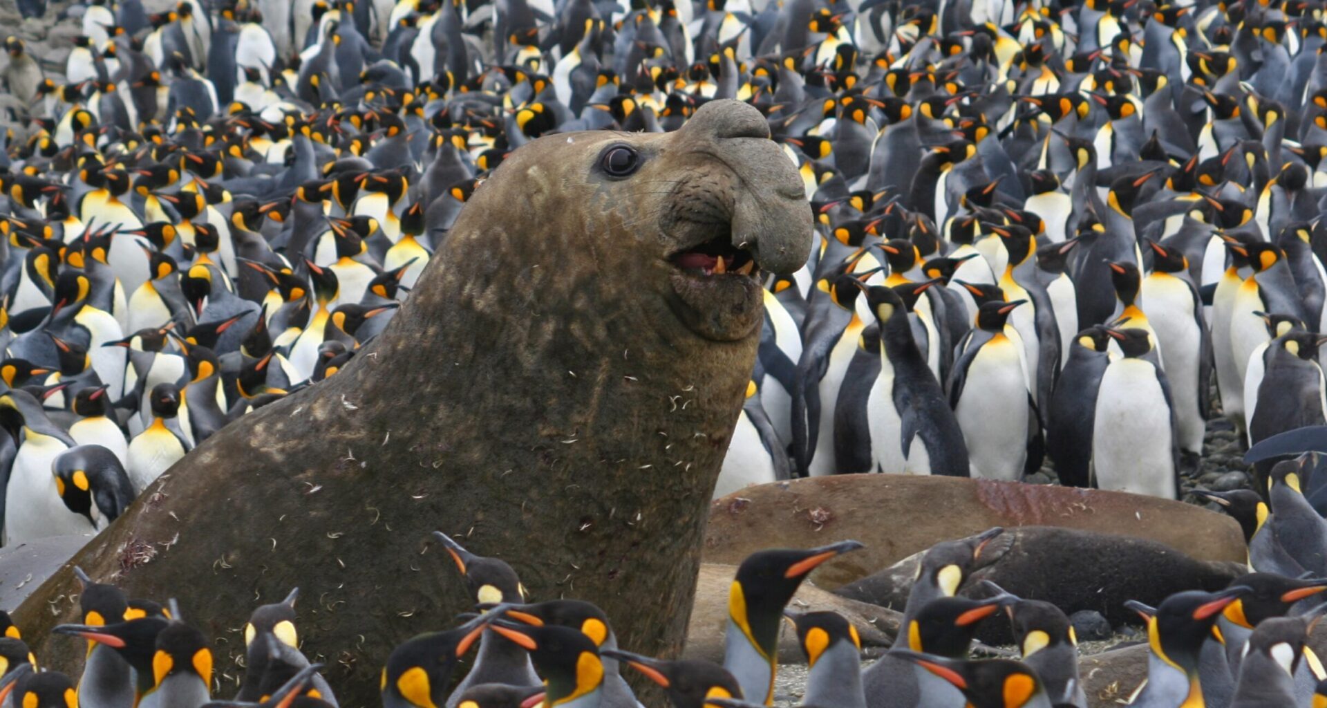 Southern elephant seals recover in Southern Africa, but global picture is mixed