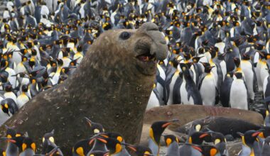 Southern elephant seals recover in Southern Africa, but global picture is mixed