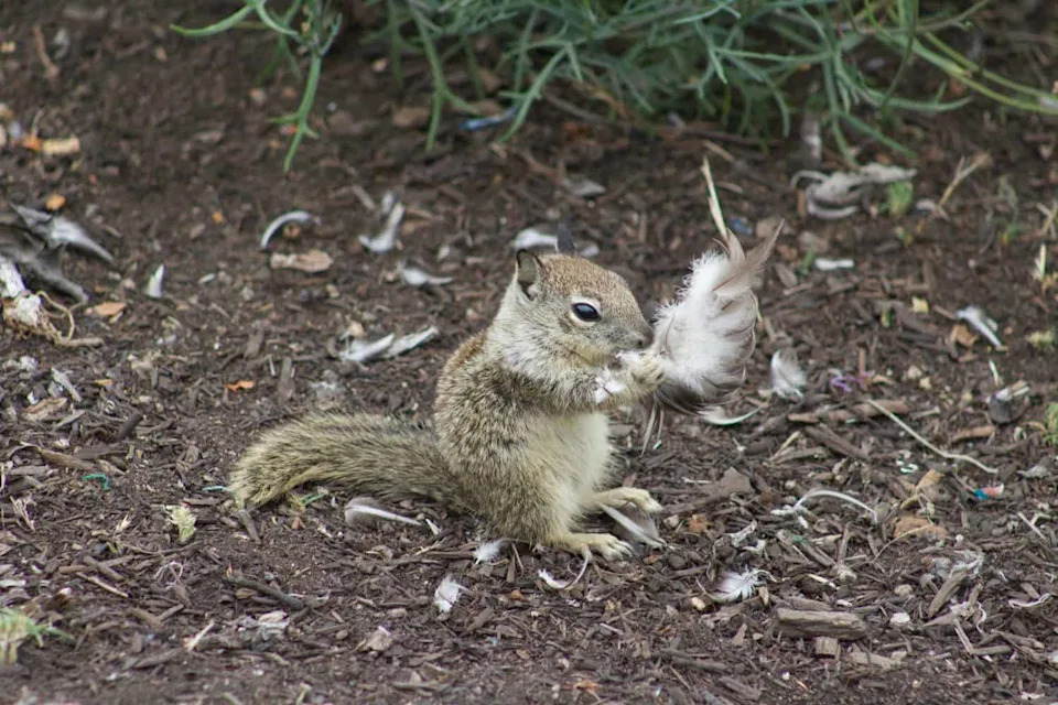 California Ground Squirrel eating leftover bird carcass meat close up at La Jolla Cove San Diego California side view